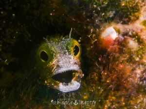 Angry Blenny! by Jan Morton 